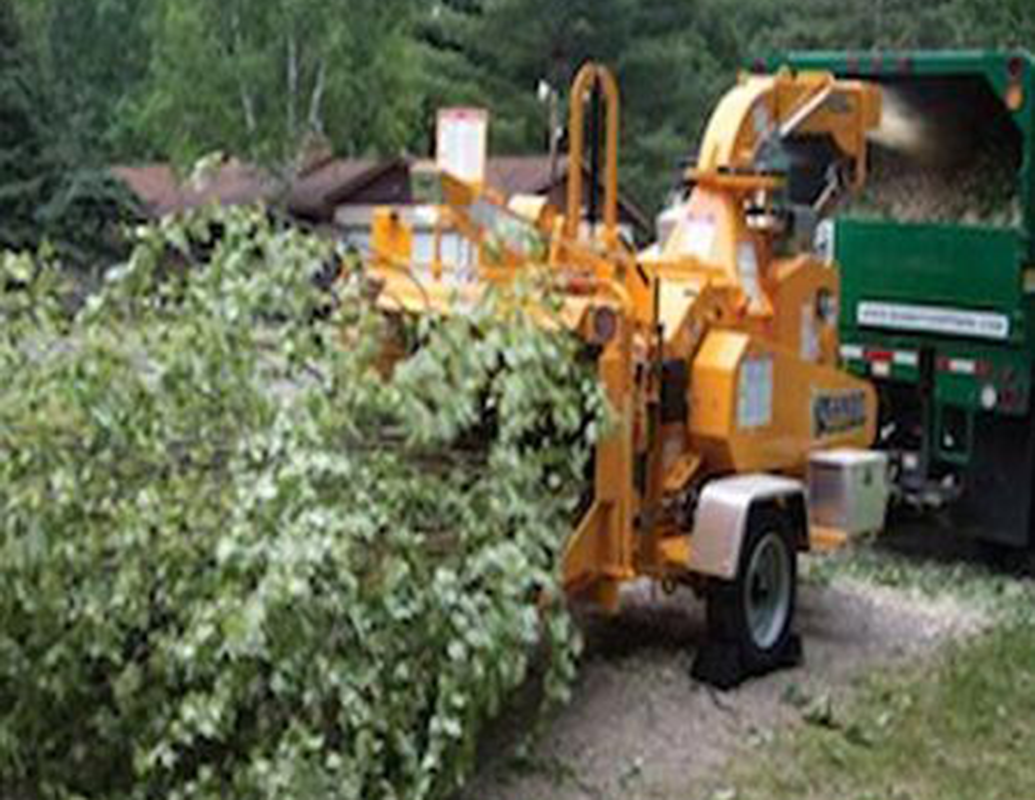 tree cleanup small