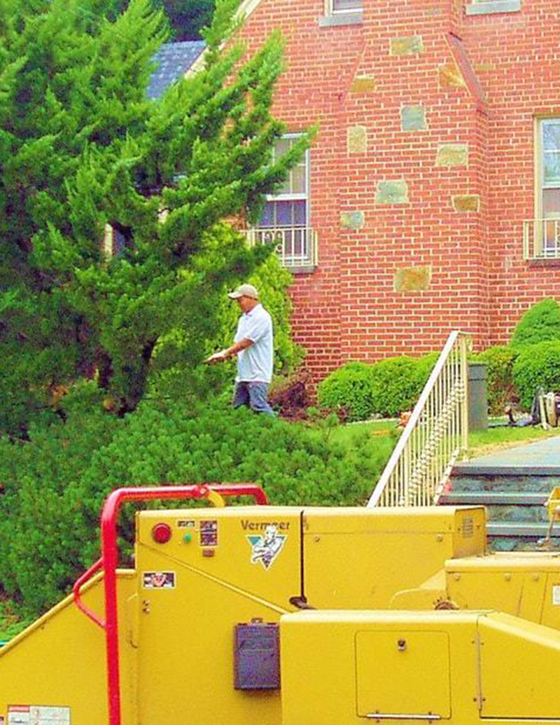 tree removal med tall