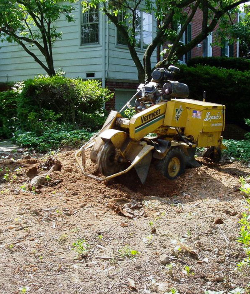 tree stump removal-2
