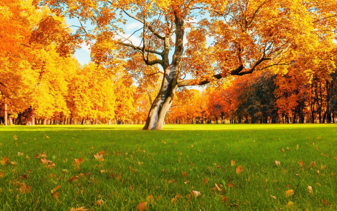 Autumn Lawn & Garden Revival: How to Bring Your Maryland Landscape Back to Life After Summer