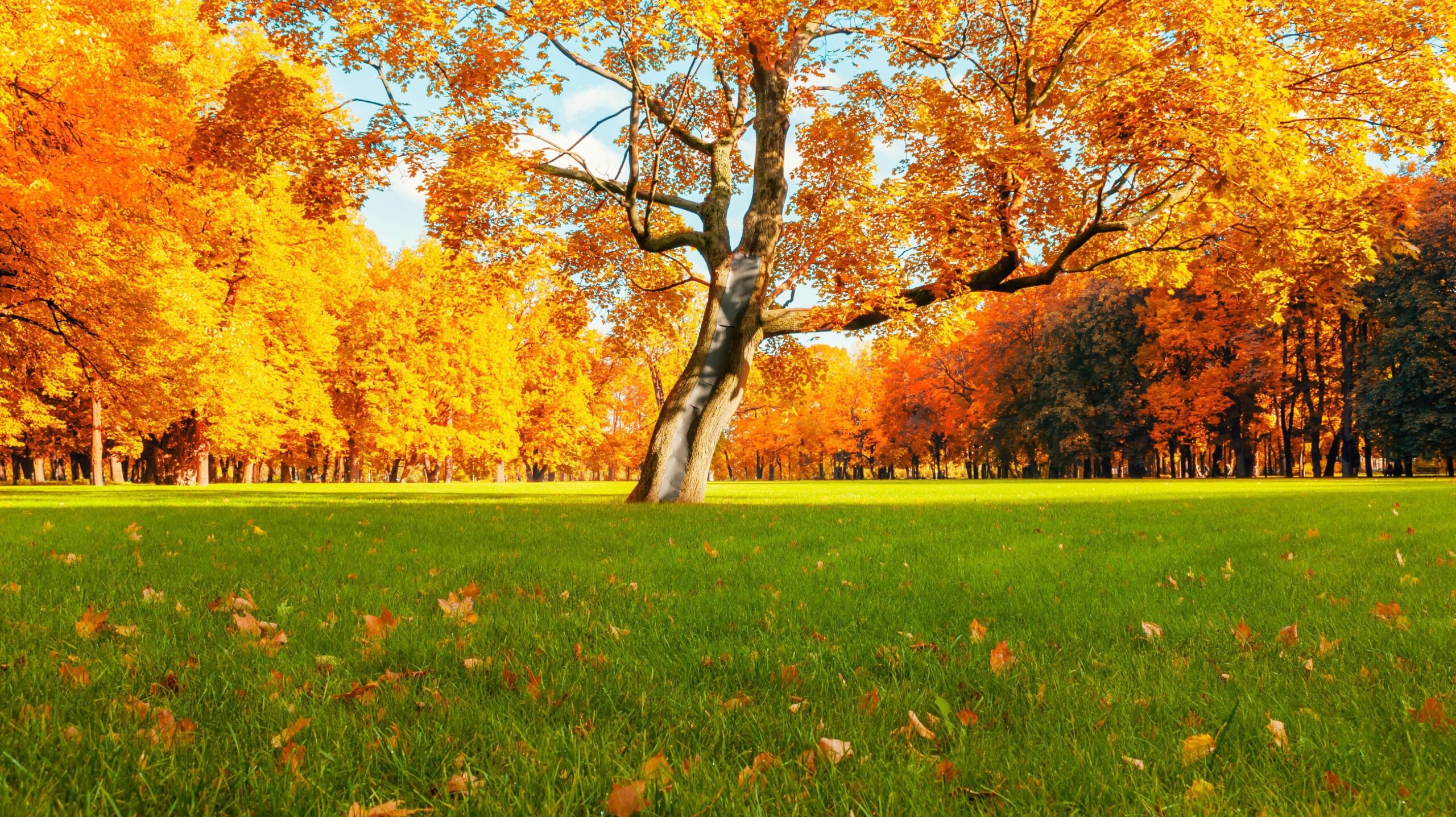 Autumn Lawn & Garden Revival_ How to Bring Your Maryland Landscape Back to Life After Summer