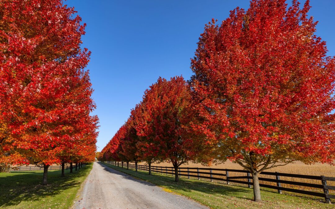 Fall is For Planting!